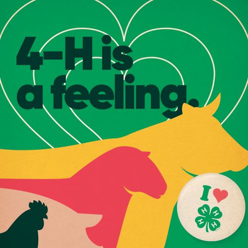4-H Feeling