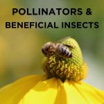 Pollinators & Beneficial Insects